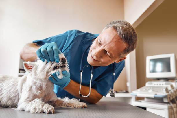 Trusted IL Emergency Dental Service Experts